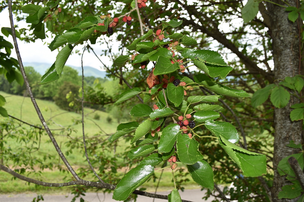 Una imagen de la rama de un árbol cargada de moras rojas en varias etapas de madurez.