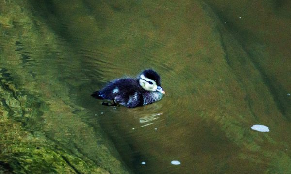 Una imagen de un patito en el agua