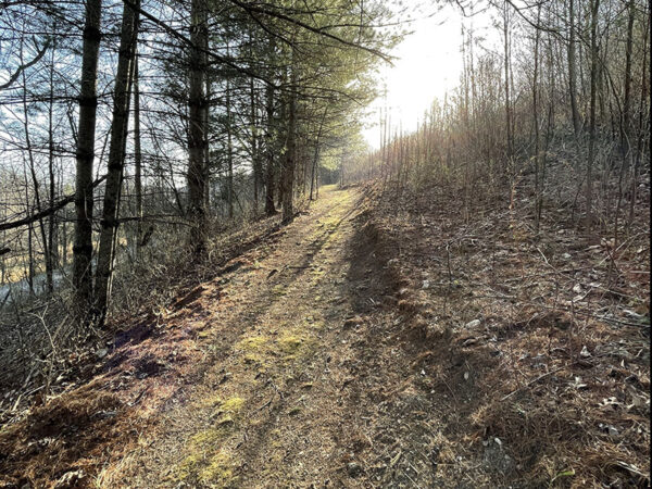Escuche a los tordos y gorriones en la hojarasca a lo largo del Sendero de Vida Silvestre y Observación de Aves de Virginia. Crédito de la foto: Lisa Mease