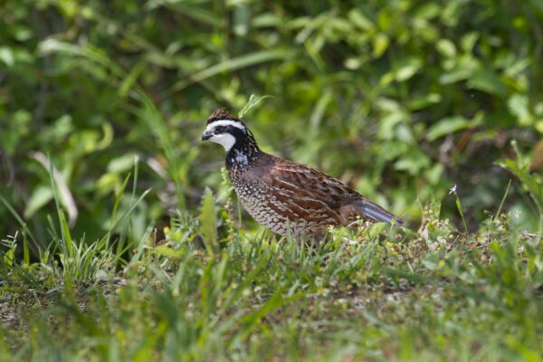 Un bobwhite del norte en un campo
