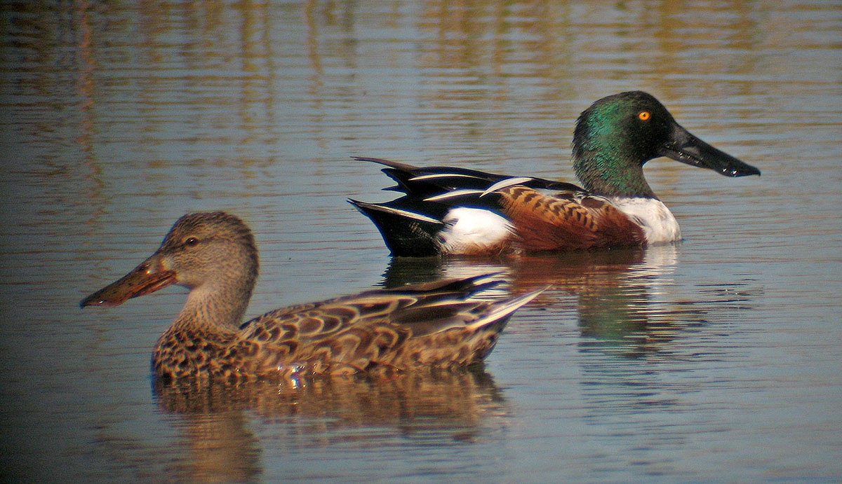 Una imagen de un pato chapoteando; la hembra es marrón y el macho es blanco con una cola negra, alas marrones y una cabeza verde; Se pueden distinguir de los ánades reales por su distintivo pico en forma de cuchara