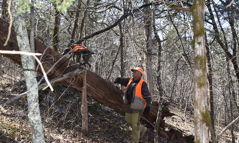 Una imagen de un labrador de chocolate con un chaleco de visibilidad llamado Rosie siguiendo a una ardilla en un árbol caído