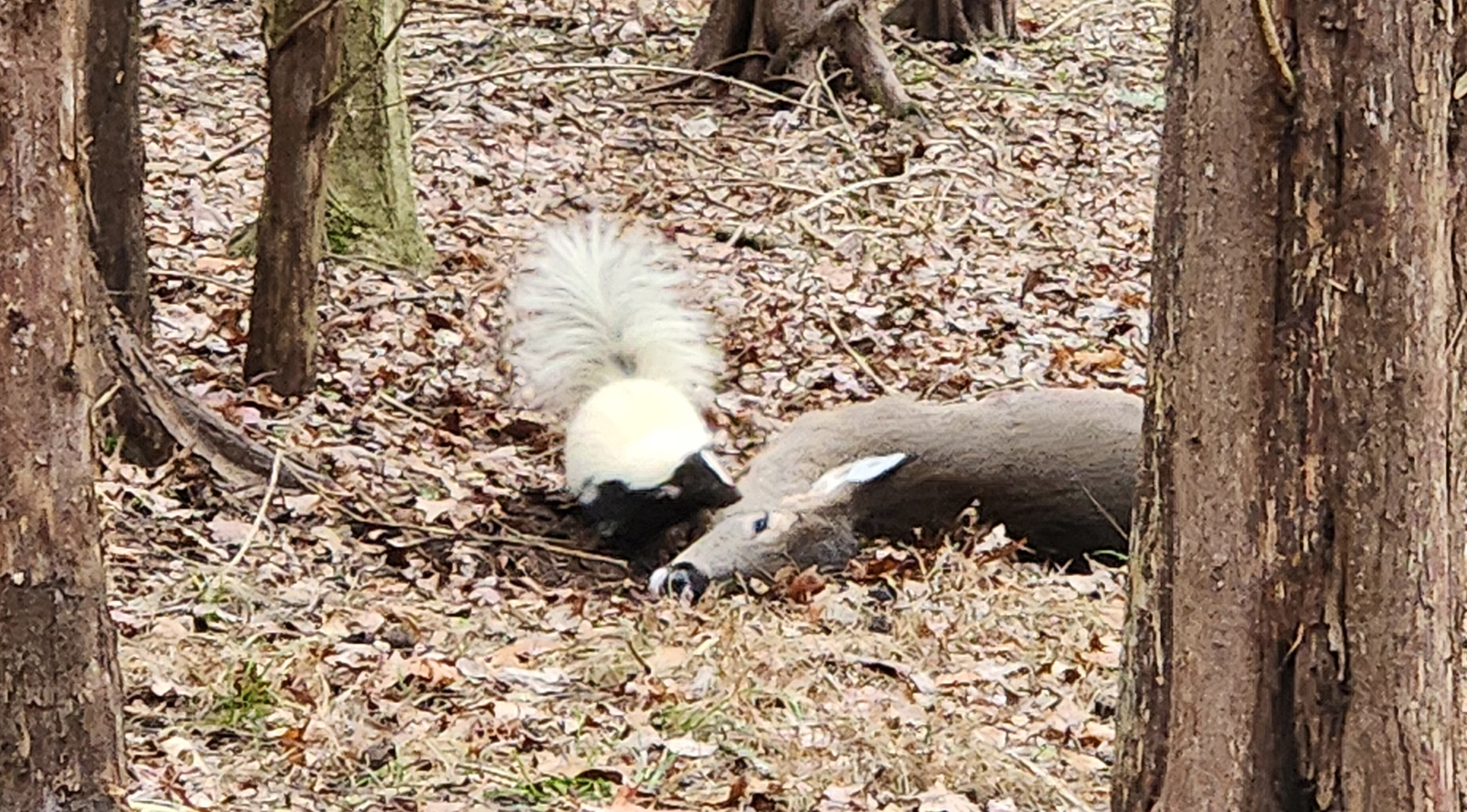 Una foto de una mofeta olfateando el cuerpo de un ciervo muerto en el bosque.