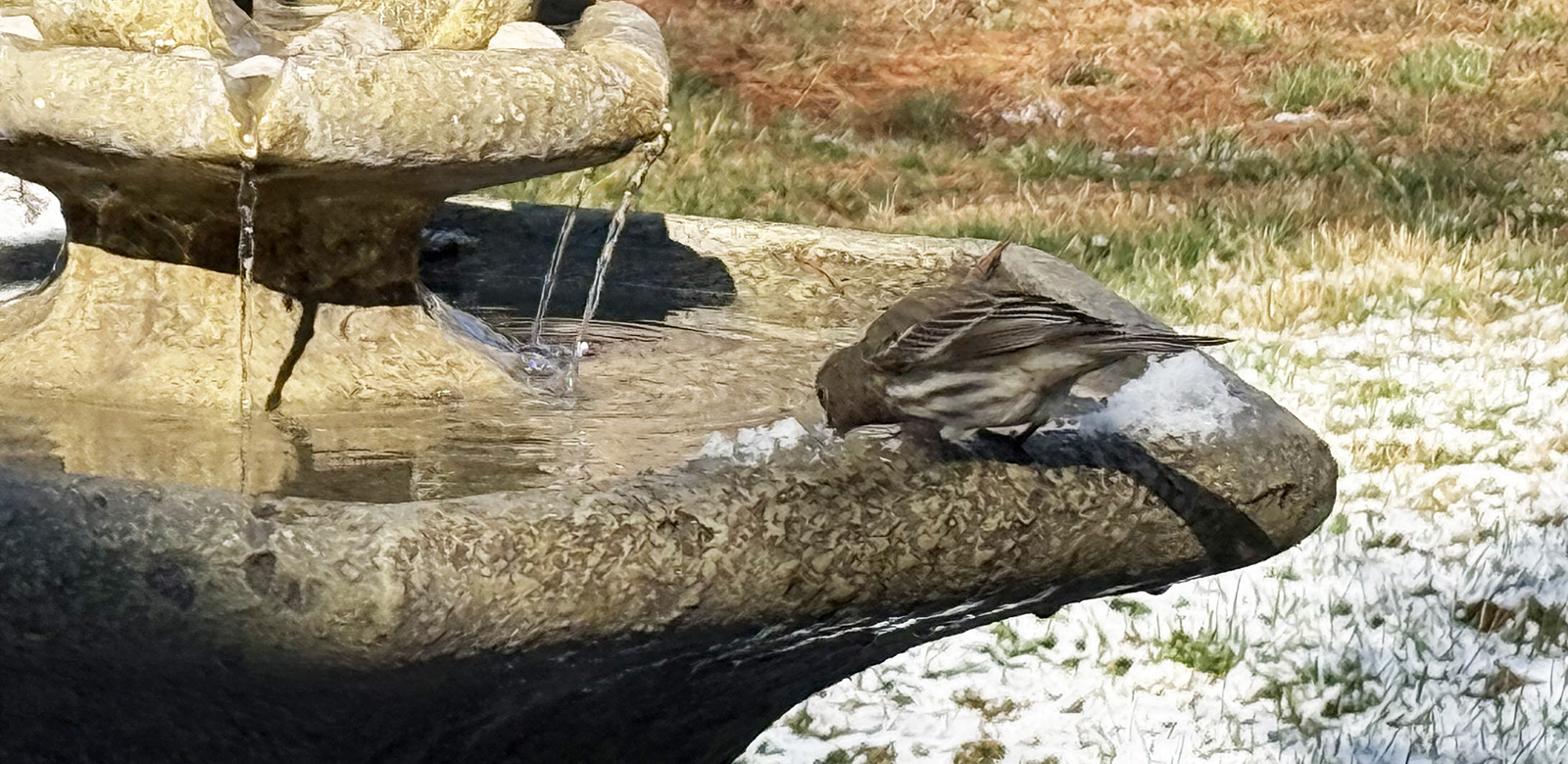 Una foto de un pájaro posado en el borde de un baño para pájaros con agua circulante, inclinándose para beber.