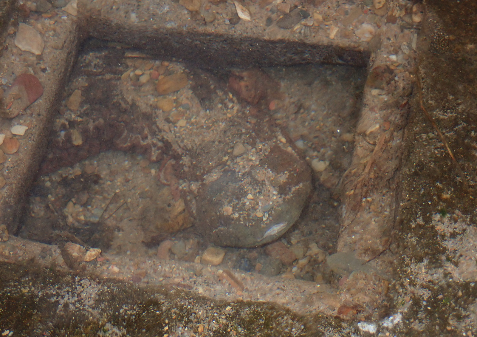 Una foto de una salamandra oriental bajo el agua en una caja cuadrada de hormigón.
