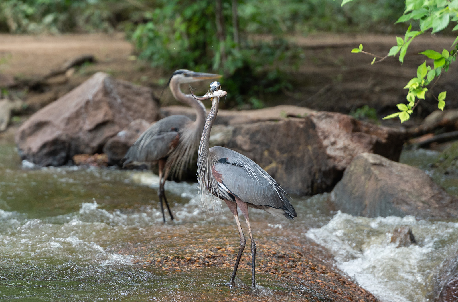 Una foto de dos grandes garzas azules de pie en la arena de la orilla de un río, una de ellas con un gran pez en el pico.
