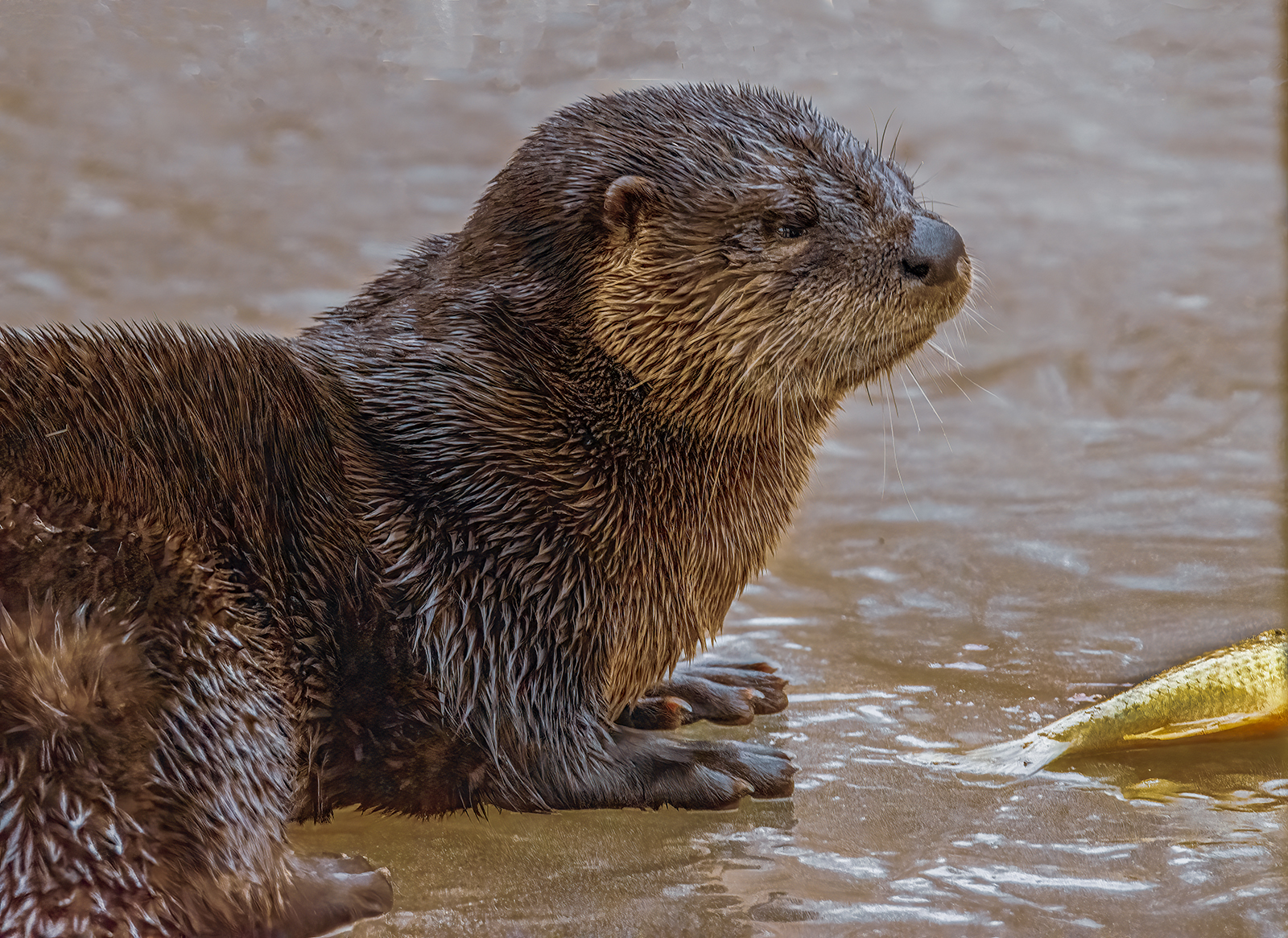 Una foto de una nutria de río acostada en un río cubierto de hielo con un pez en el hielo frente a ella.