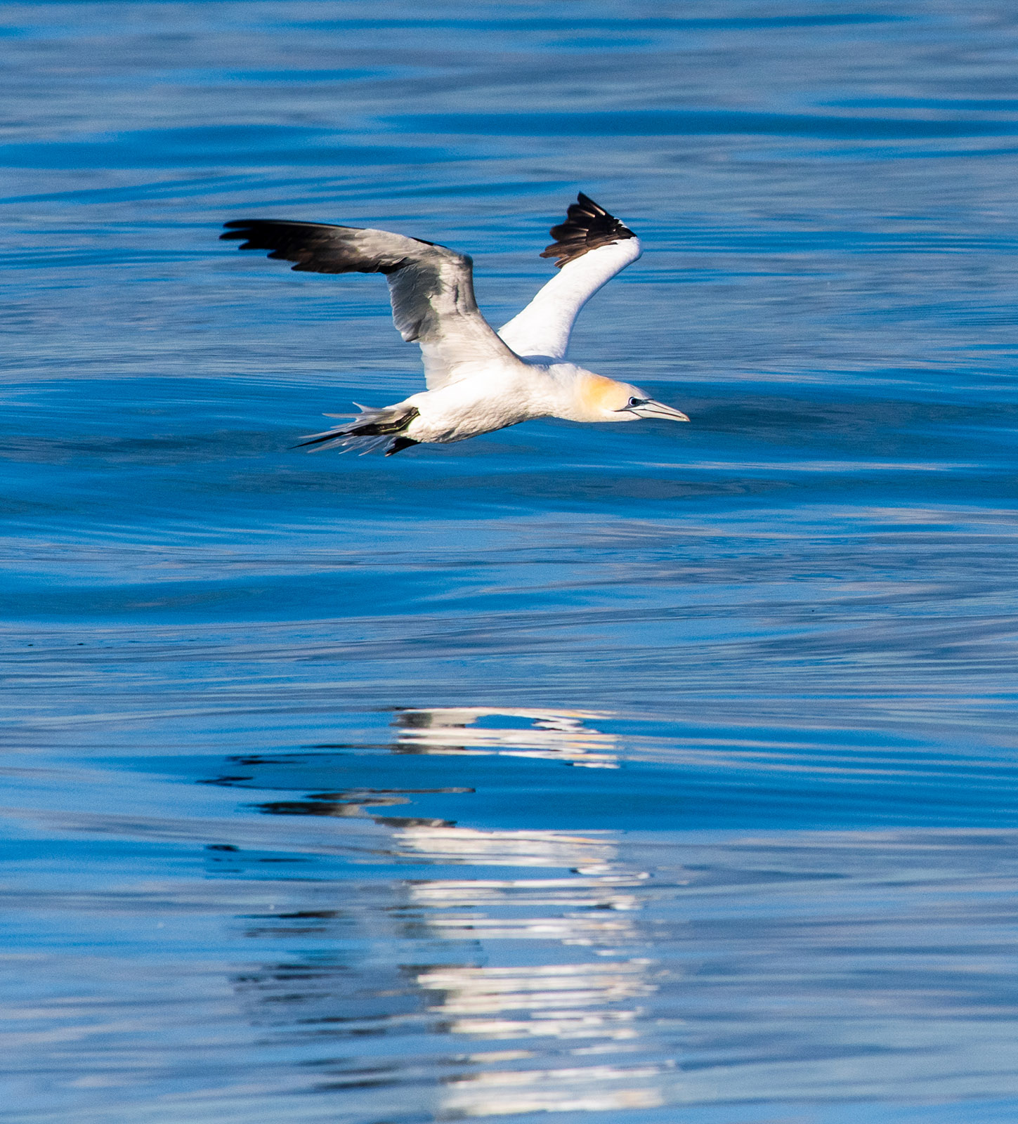 Una foto de un ave marina alcatraz del norte, blanca con un tinte amarillo en el cuello y alas negras, en pleno vuelo sobre aguas azules brillantes.