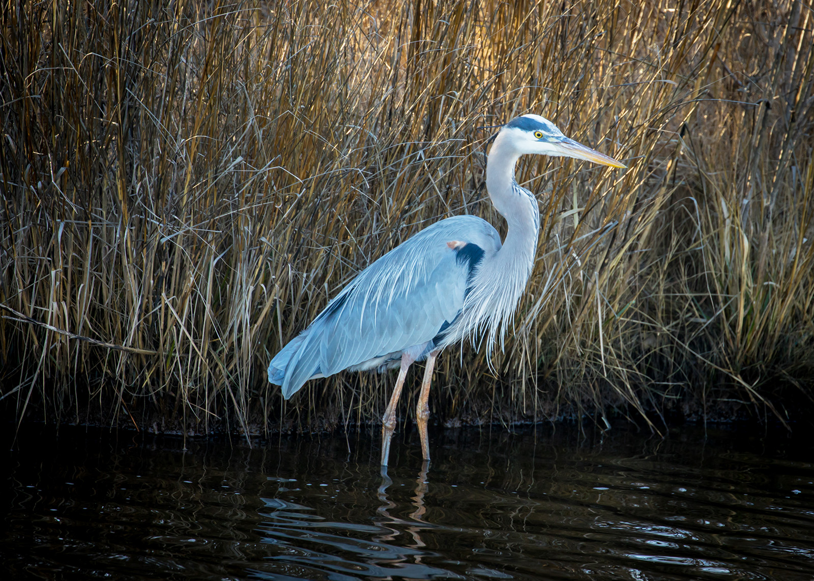 Una hermosa garza azul de pie en el agua de un pantano.