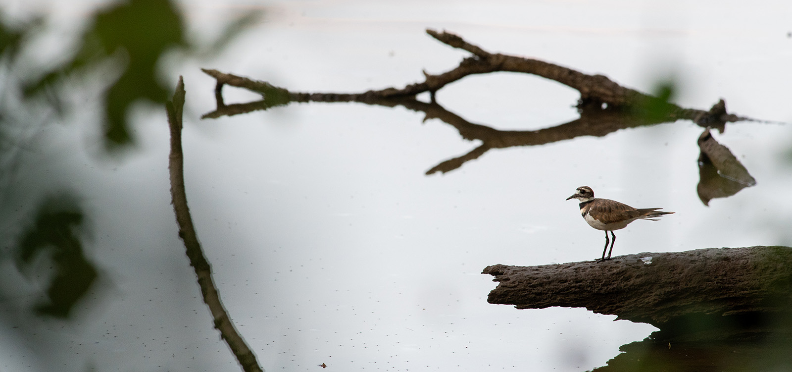 Un pequeño pájaro chorlito se posa en un tronco que sobresale en el agua.