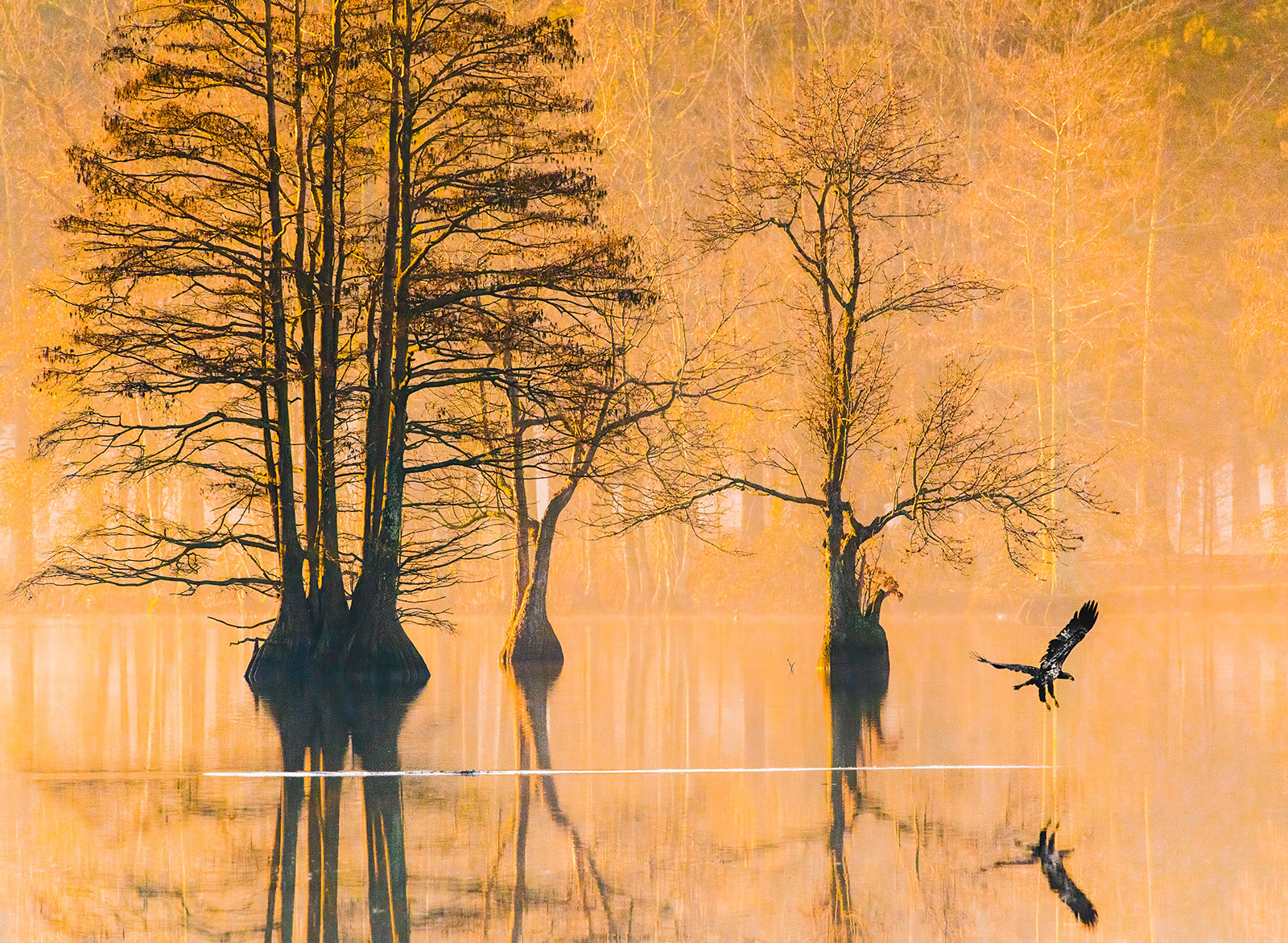 Una hermosa imagen de un águila calva juvenil volando justo por encima de la superficie del agua con un fondo de pantano iluminado en oro.