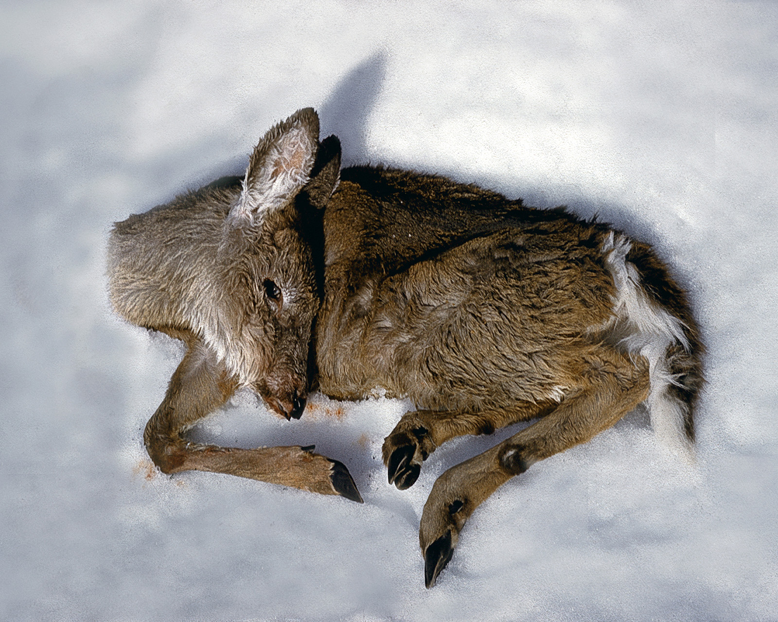 Ciervo muerto tumbado de lado en la nieve con la cabeza metida a un lado.