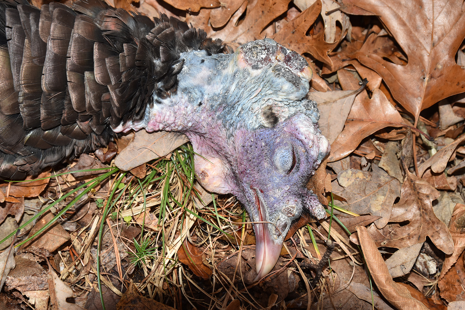 Una foto de la cabeza de un pavo salvaje muerto en el suelo, con bultos en la cabeza.