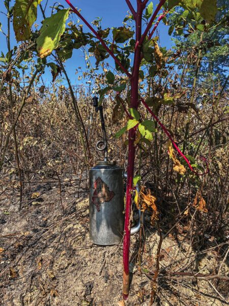 Una foto de una planta de pokeweed con una antorcha de fuego de metal detrás.