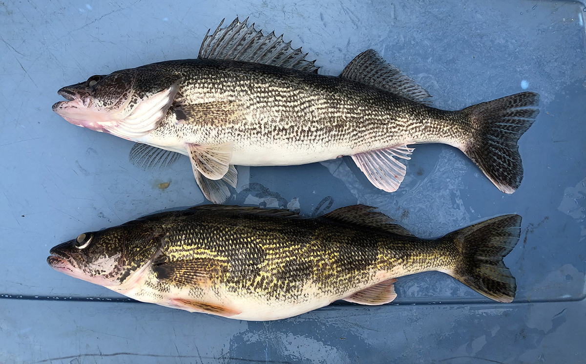 Dos peces sobre un fondo azul.
