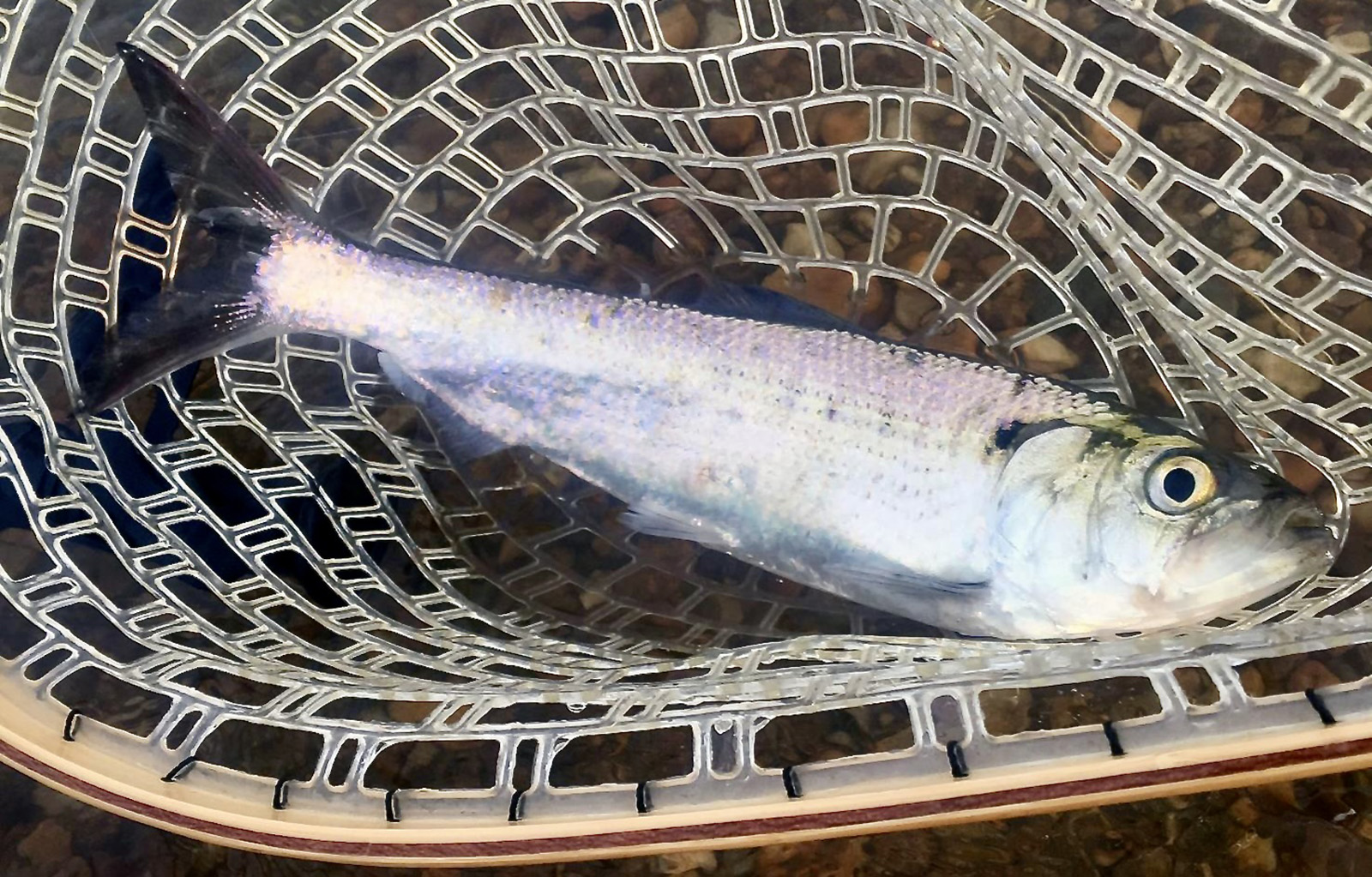Una foto de un pez acostado en una red de goma.