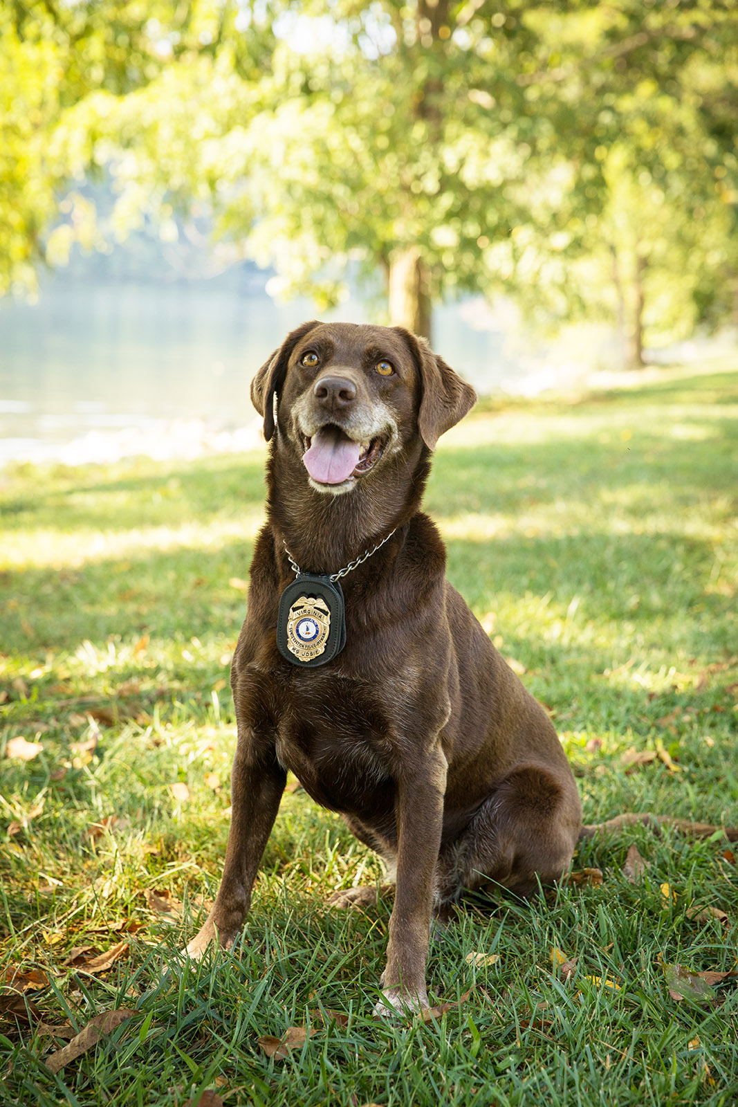 Una foto de un perro Labrador Retriever marrón sentado con orgullo, con una insignia de las fuerzas del orden en su collar.