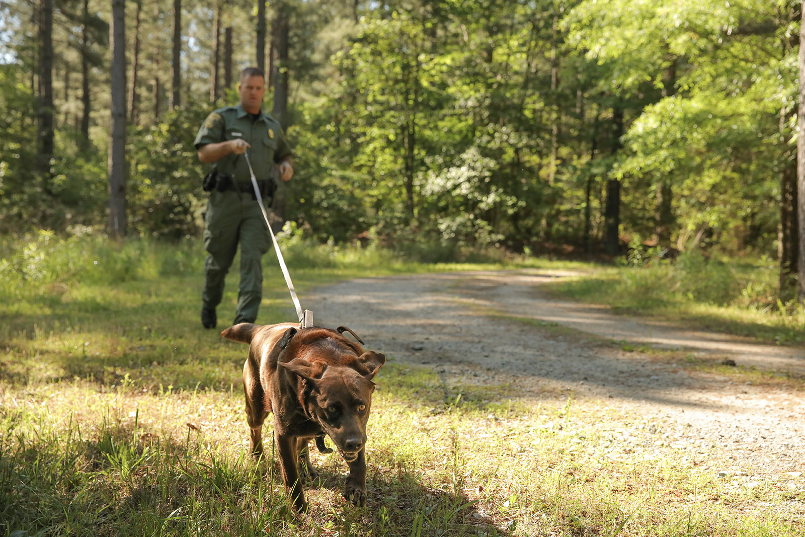 Una foto de un perro Labrador Retriever marrón corriendo en un arnés con una correa larga, con un oficial de policía de conservación sosteniendo la correa.