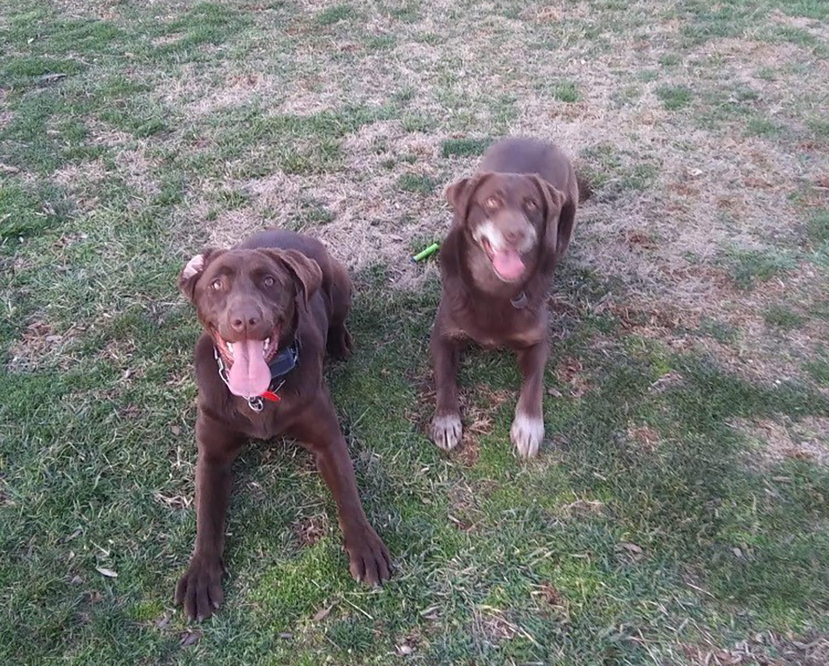 Dos perros Labrador Retriever marrones acostados uno al lado del otro con miradas felices en sus rostros.