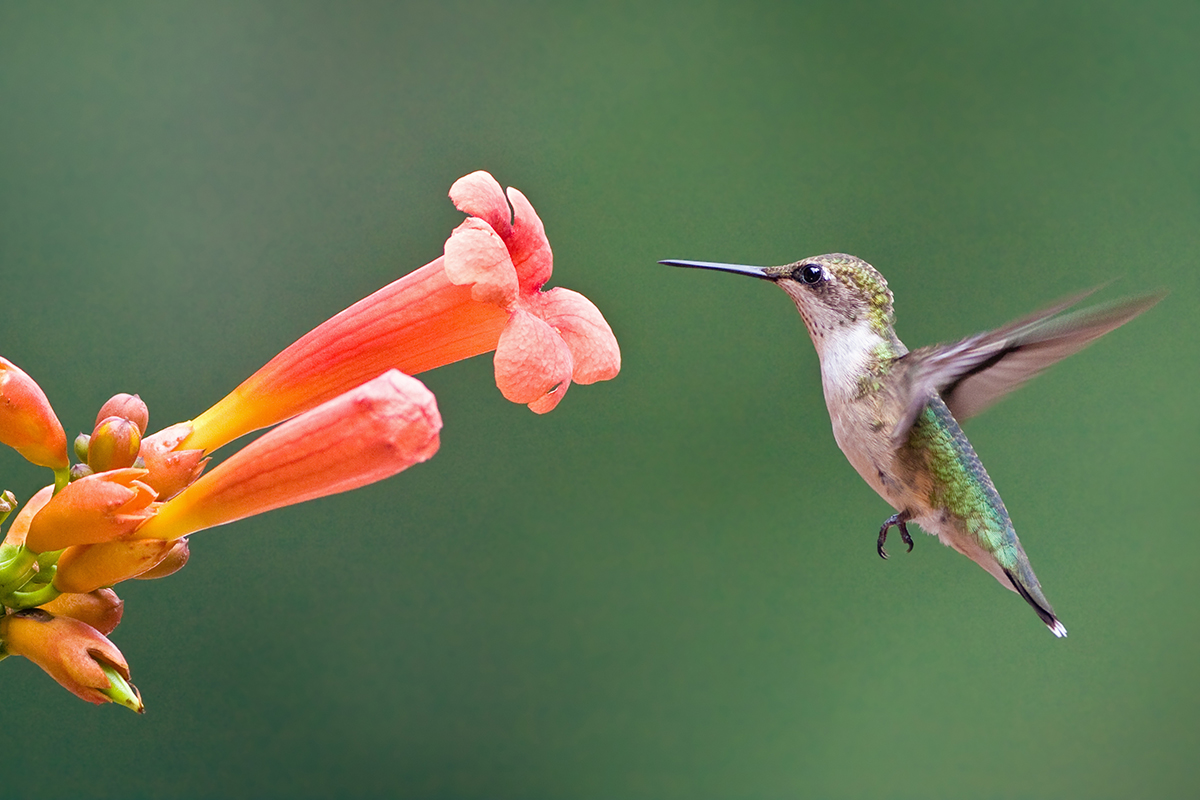Una imagen de un colibrí hembra de garganta rubí que carece de la garganta roja del macho alimentándose de una enredadera trompeta naranja
