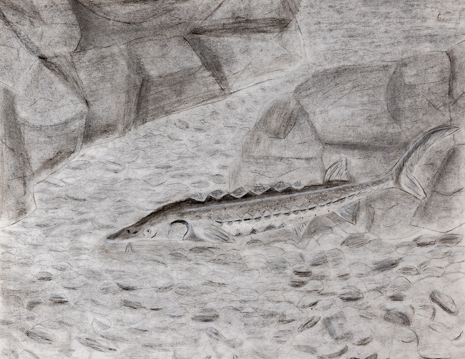 Un dibujo a lápiz de un esturión del Atlántico nadando en un río.