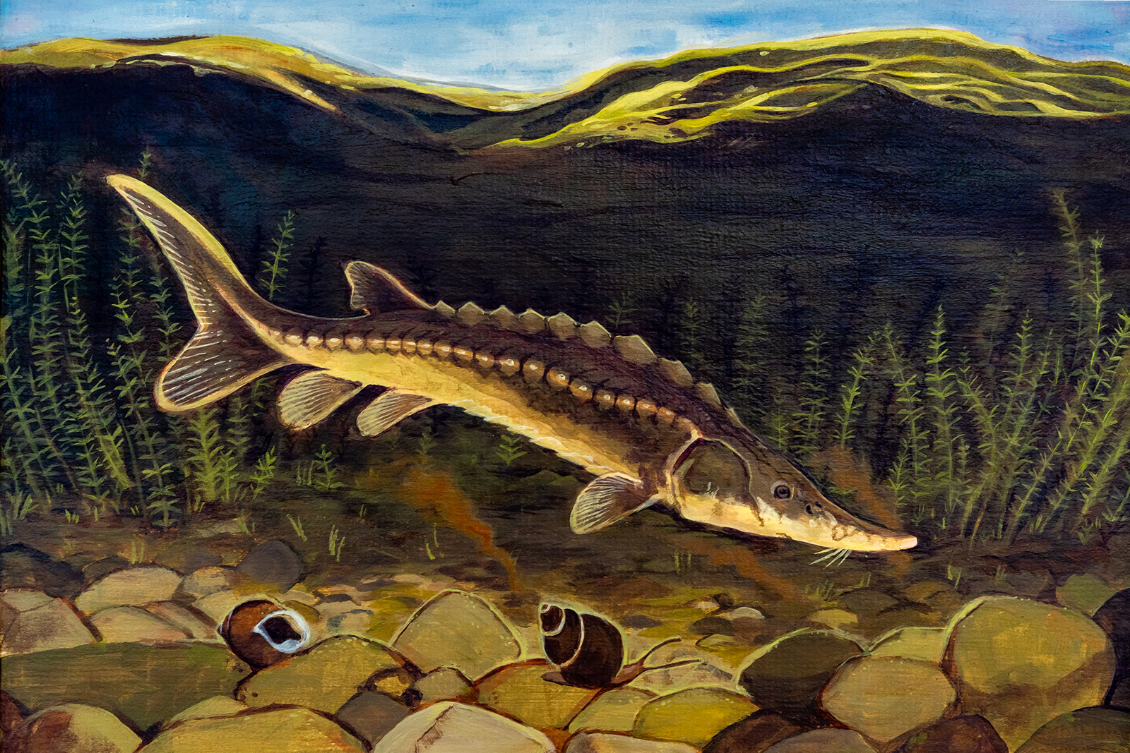 Una pintura de un esturión atlántico nadando a lo largo del fondo de un río donde los caracoles yacen en la grava.