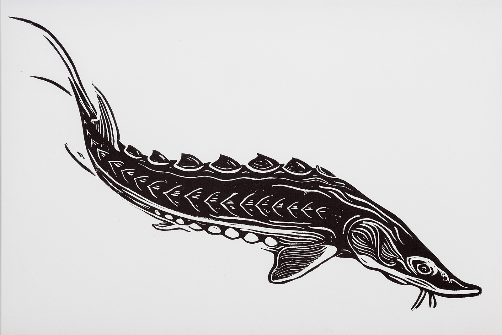 Una imagen en linotipia del contorno de un esturión del Atlántico.