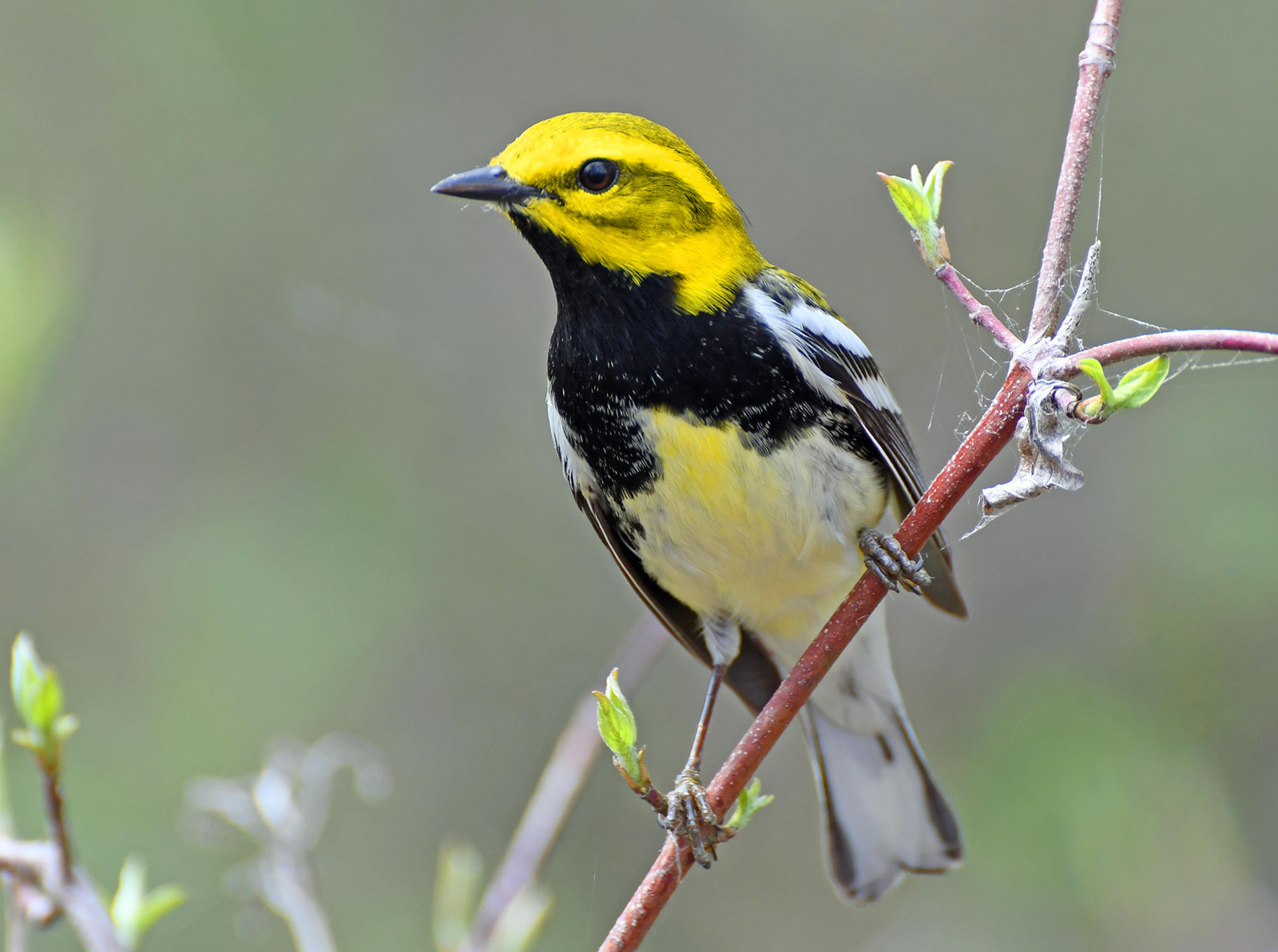 Una foto de un pájaro amarillo y negro posado en una rama.