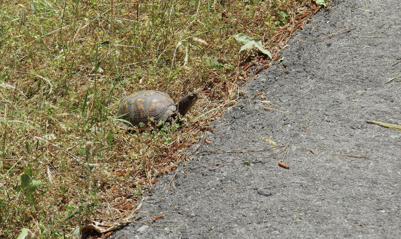 Una foto de una tortuga de caja marrón y naranja en la hierba al borde de una carretera pavimentada, mirando hacia la carretera.