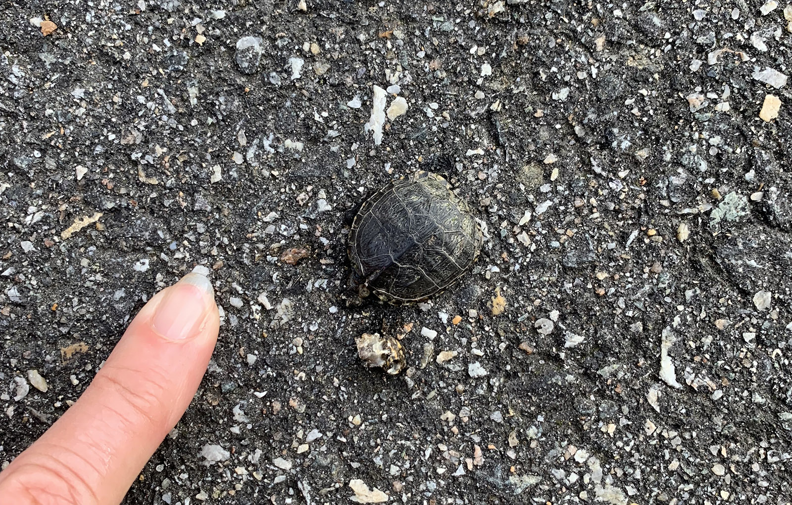 Una foto de una pequeña tortuga en una carretera pavimentada junto al dedo de una persona, que muestra que la cría de tortuga es apenas más grande que la punta del dedo.