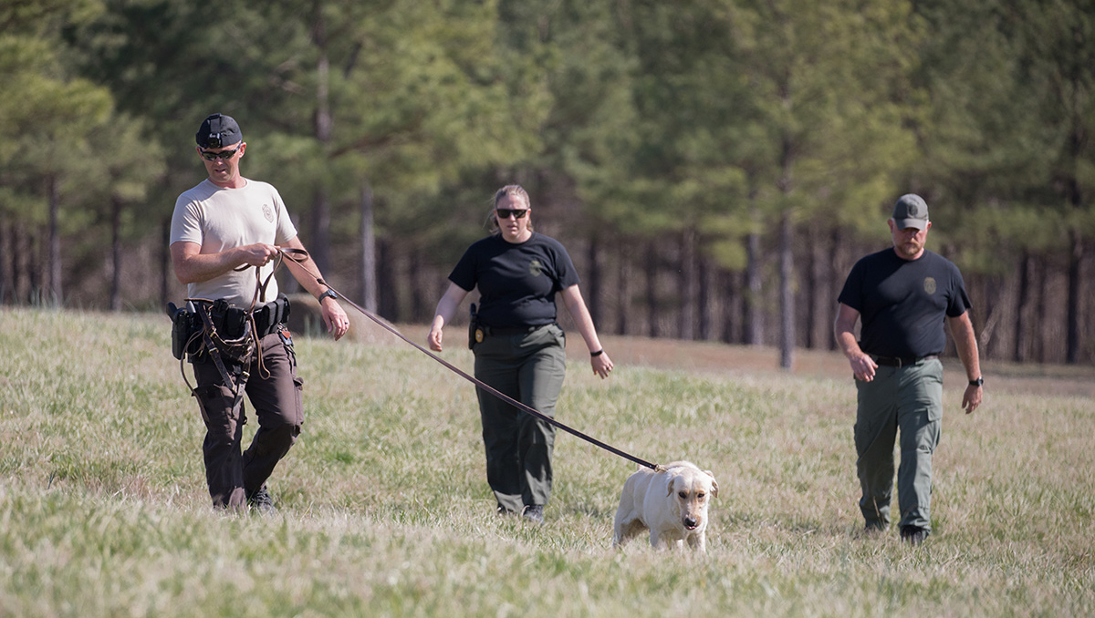 Una imagen de tres oficiales y un labrador amarillo caminando en un prado con árboles al fondo; el DWR está ayudando en la capacitación de oficiales de K9 para el DNR de Virginia Occidental