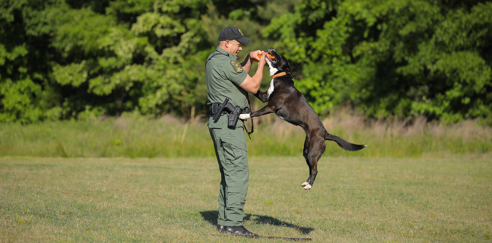 A photo of a man in a law enforcement uniform holding a toy with a dog jumping to grab it.