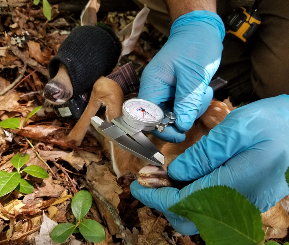 Imagen de un técnico de campo midiendo la pezuña de un cervatillo joven para estimar su edad