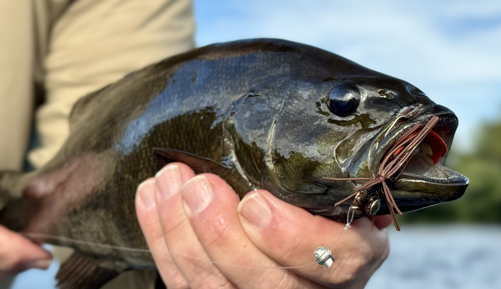 Una foto en primer plano de una lubina de boca pequeña de buen tamaño fuera del agua con una mosca en la boca.