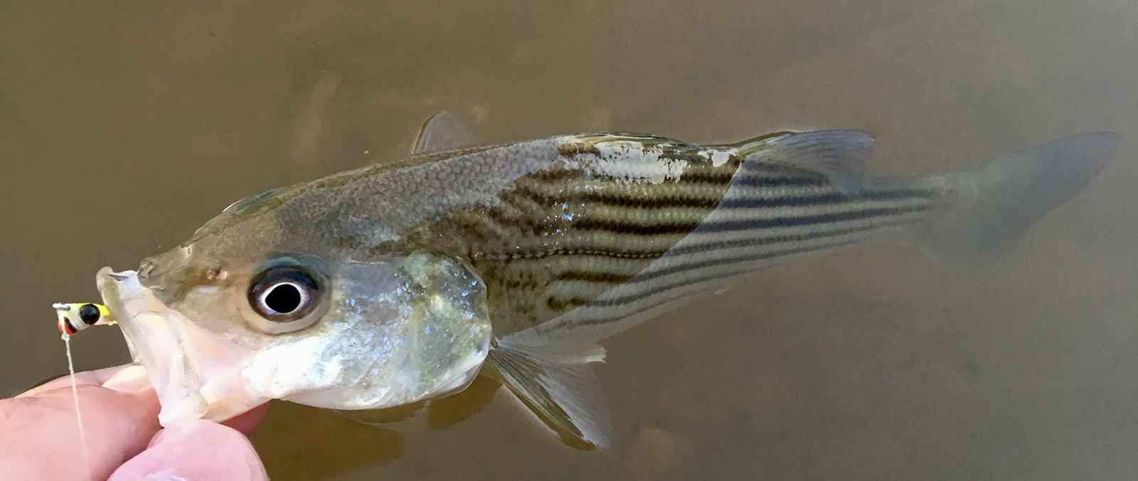 Una foto de los dedos de un hombre sosteniendo la boca del pequeño pez lubina rayado en el agua.