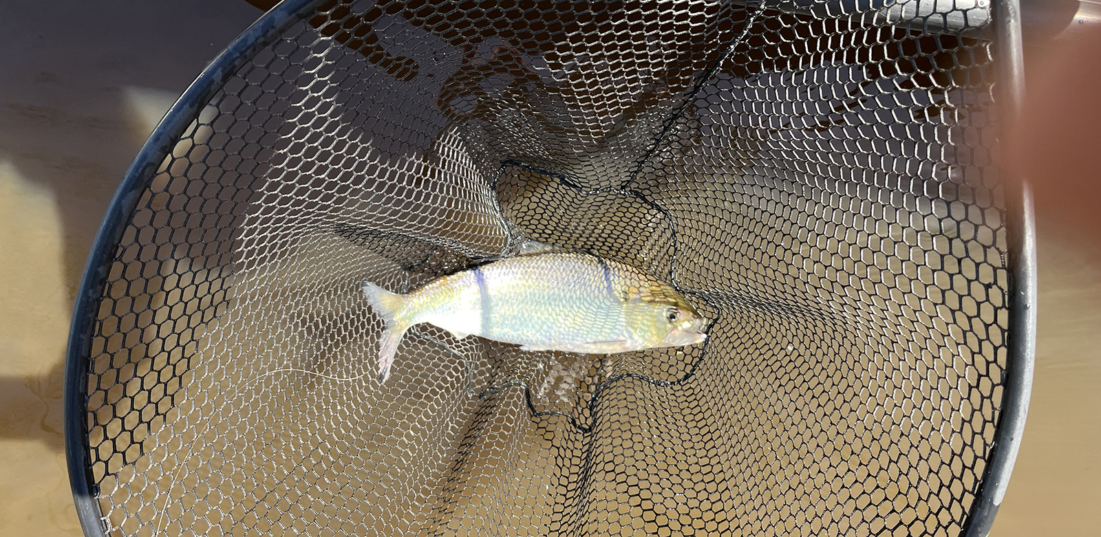 Una foto de un pez sábalo americano en una red en el agua junto a un barco.