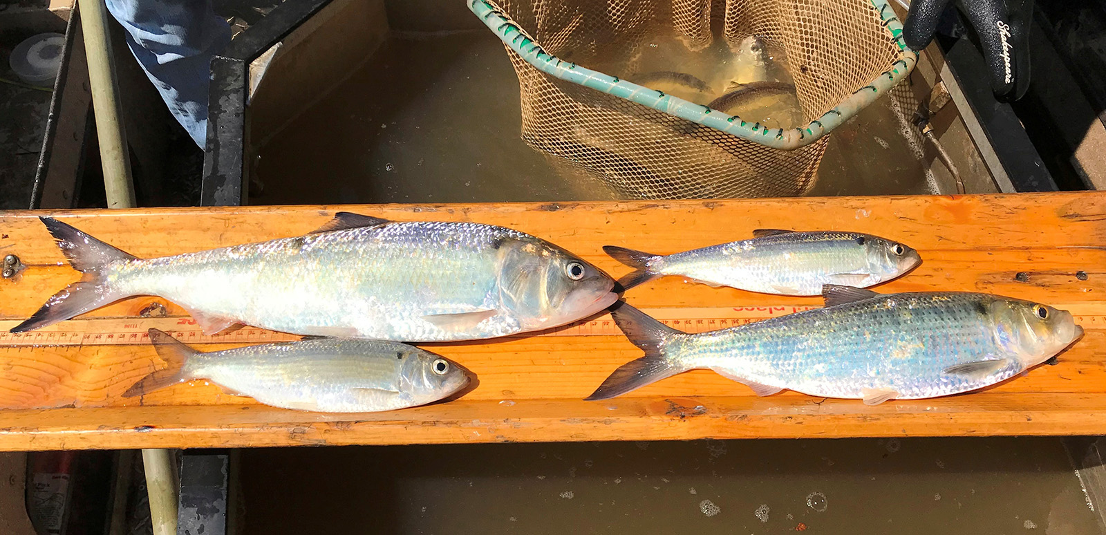 Una foto de cuatro peces de diferentes tamaños tumbados sobre una tabla.