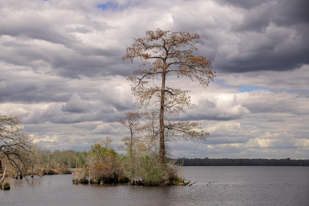 Un ciprés calvo en el lago Drummond