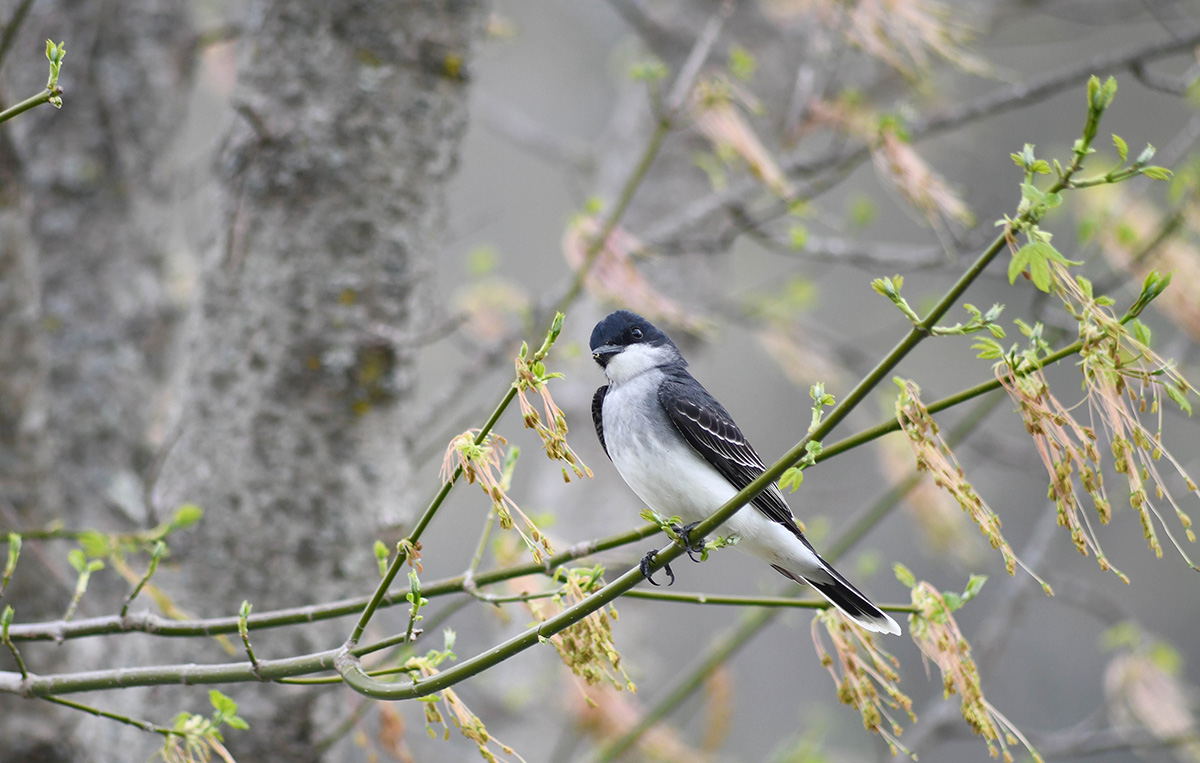 Una imagen de una phoebe oriental sentada en la rama de un árbol de arce
