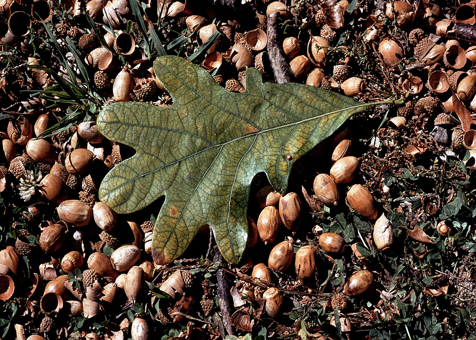 Una foto de una hoja de roble blanco en el suelo rodeada de bellotas de roble blanco.