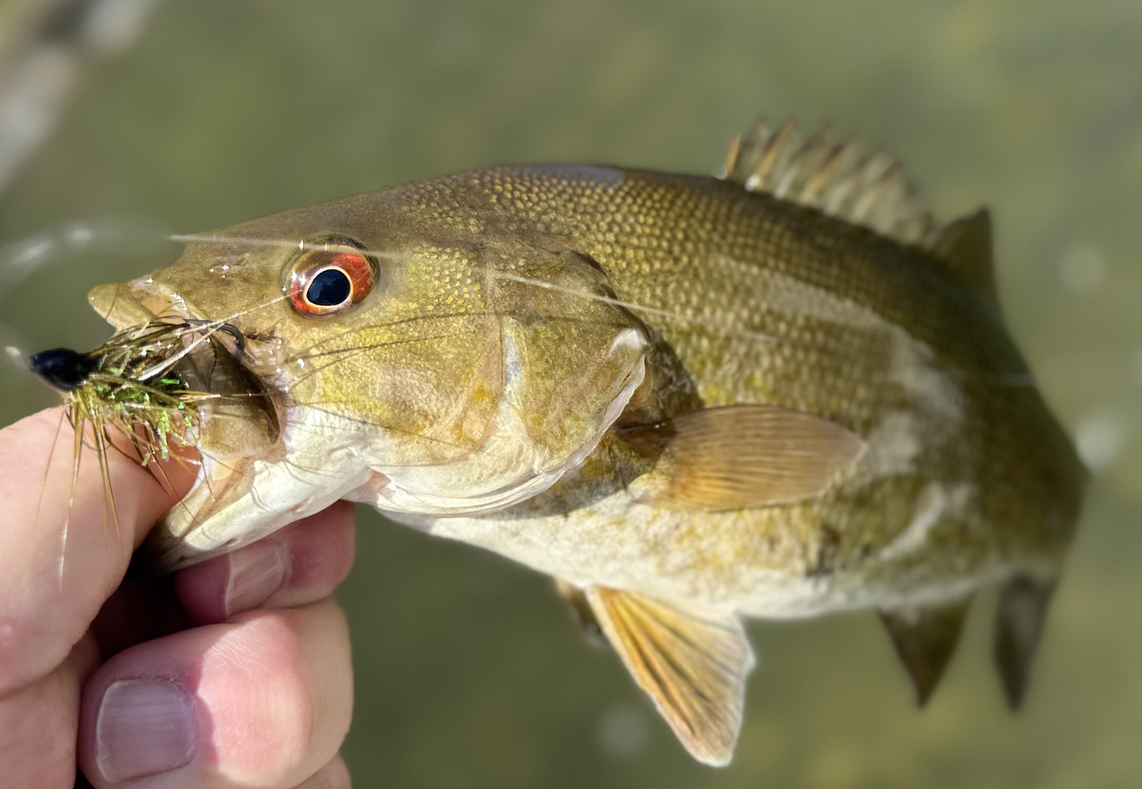 Un primer plano de una mano sosteniendo una lubina de boca pequeña fuera del agua con una mosca visible en su boca.
