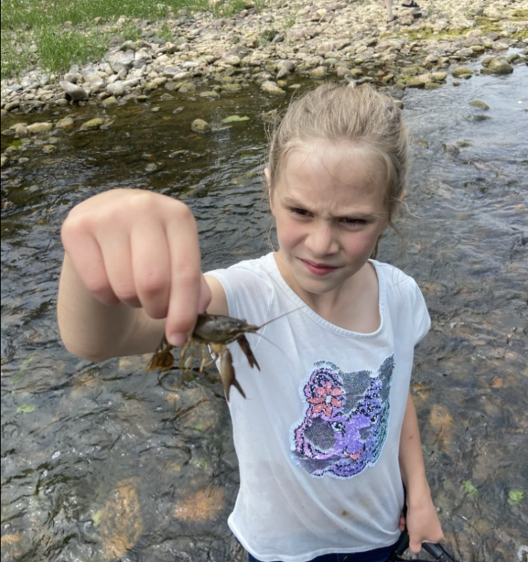 Una foto de una niña parada en un arroyo, sosteniendo un cangrejo de río entre sus dedos y mirándolo.