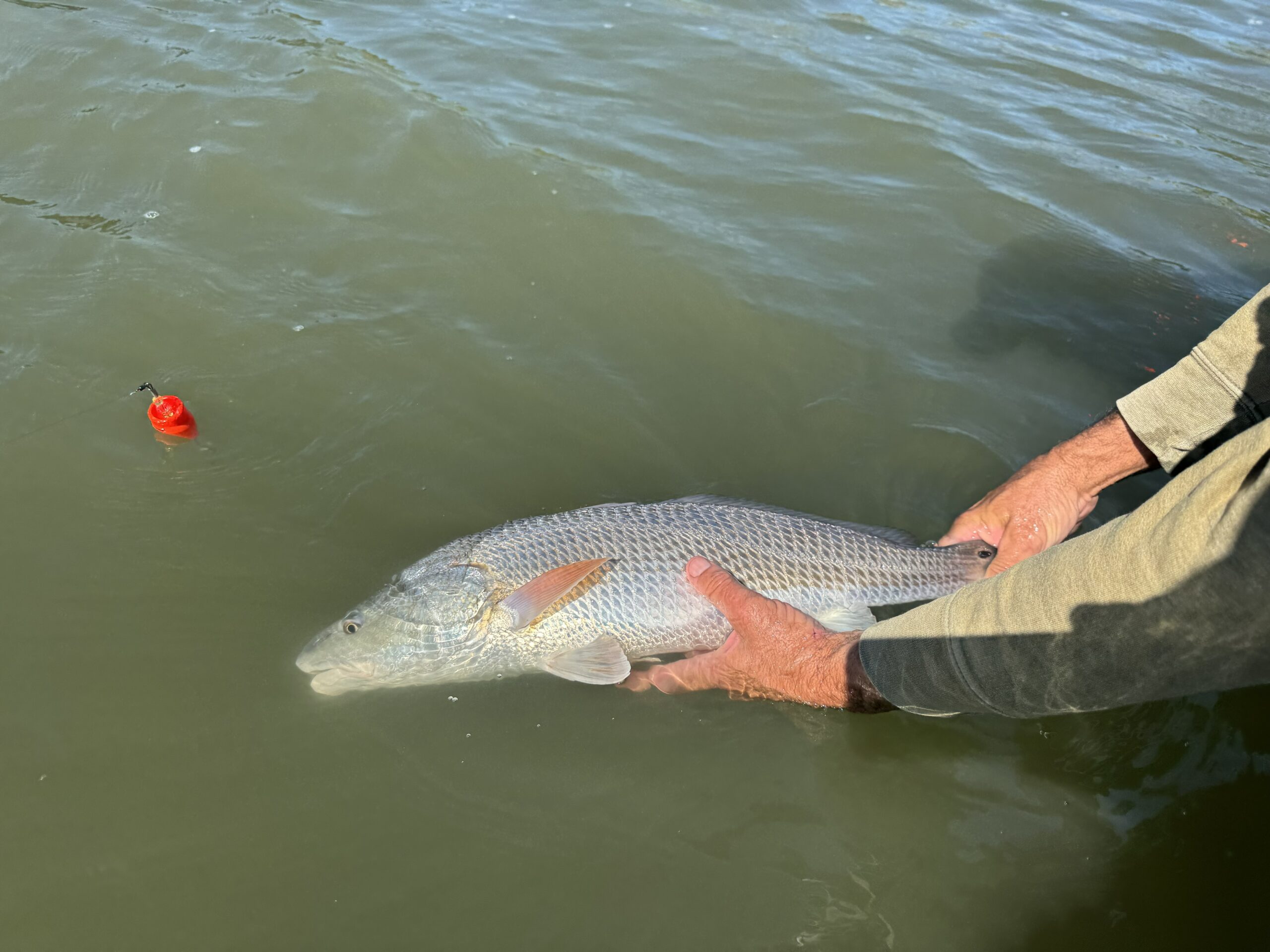 Una foto de las manos de un hombre sujetando la cola y el cuerpo de un pez grande en el agua.
