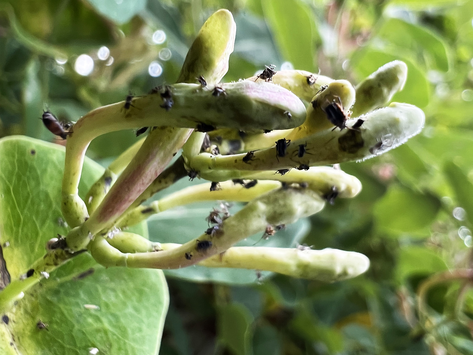 Una foto en primer plano de pequeños insectos negros en los botones florales.