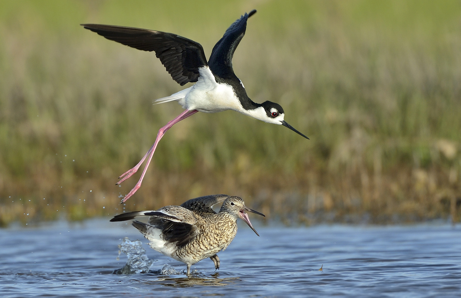 Una foto de un pájaro en blanco y negro volando justo encima de un pájaro marrón moteado en un pantano.