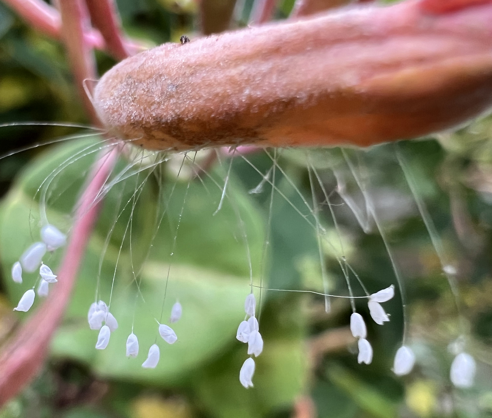 Una foto en primer plano de pequeños pegotes blancos que cuelgan de hilos anclados en brotes de madreselva.