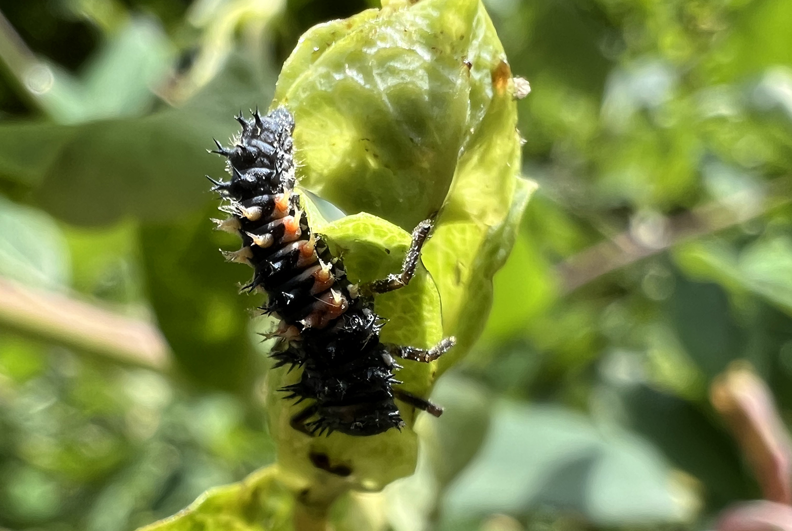 Una foto en primer plano de una oruga negra y roja en una hoja.