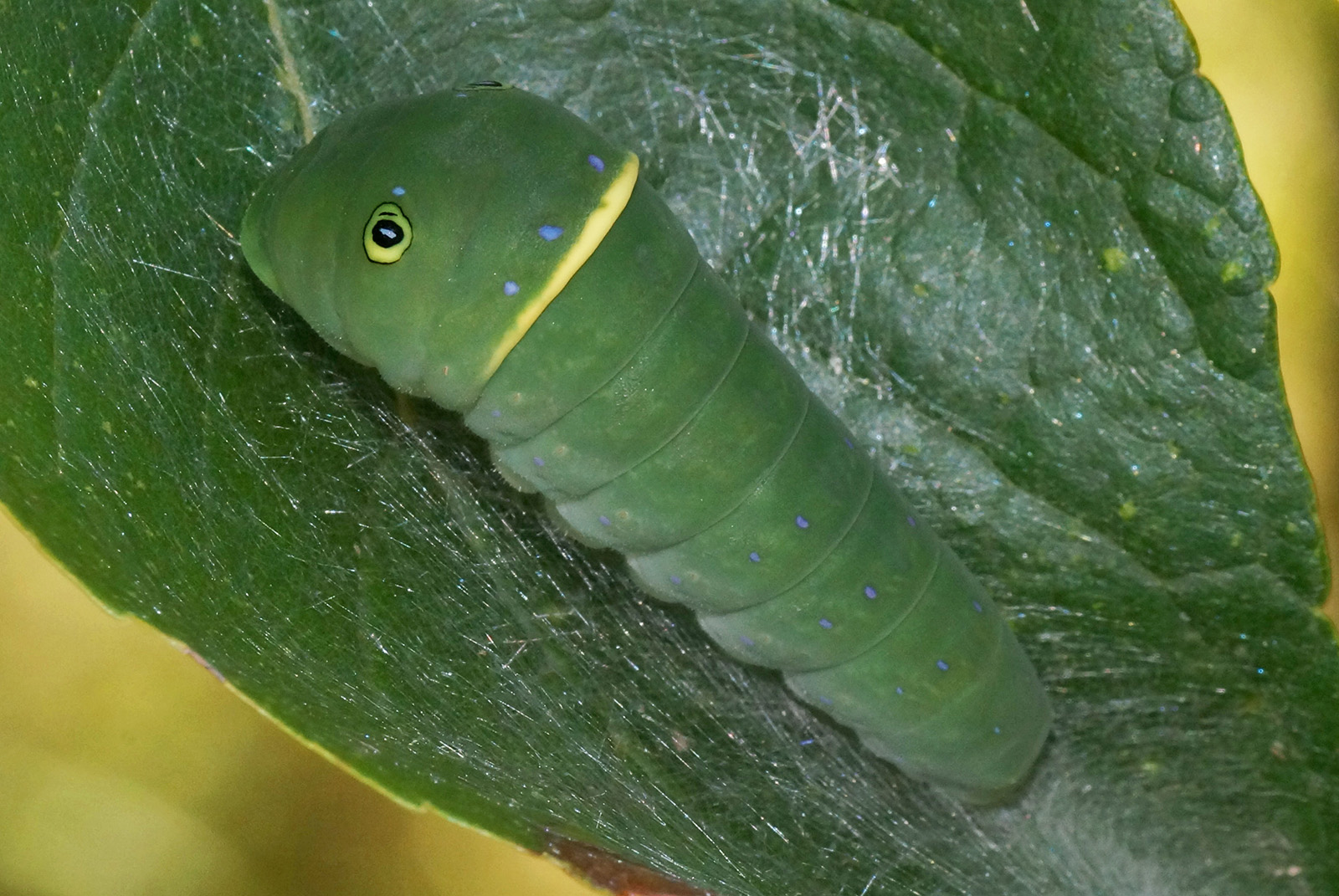 Una imagen de una oruga verde con un anillo amarillo y una mancha en forma de ojo en la cabeza