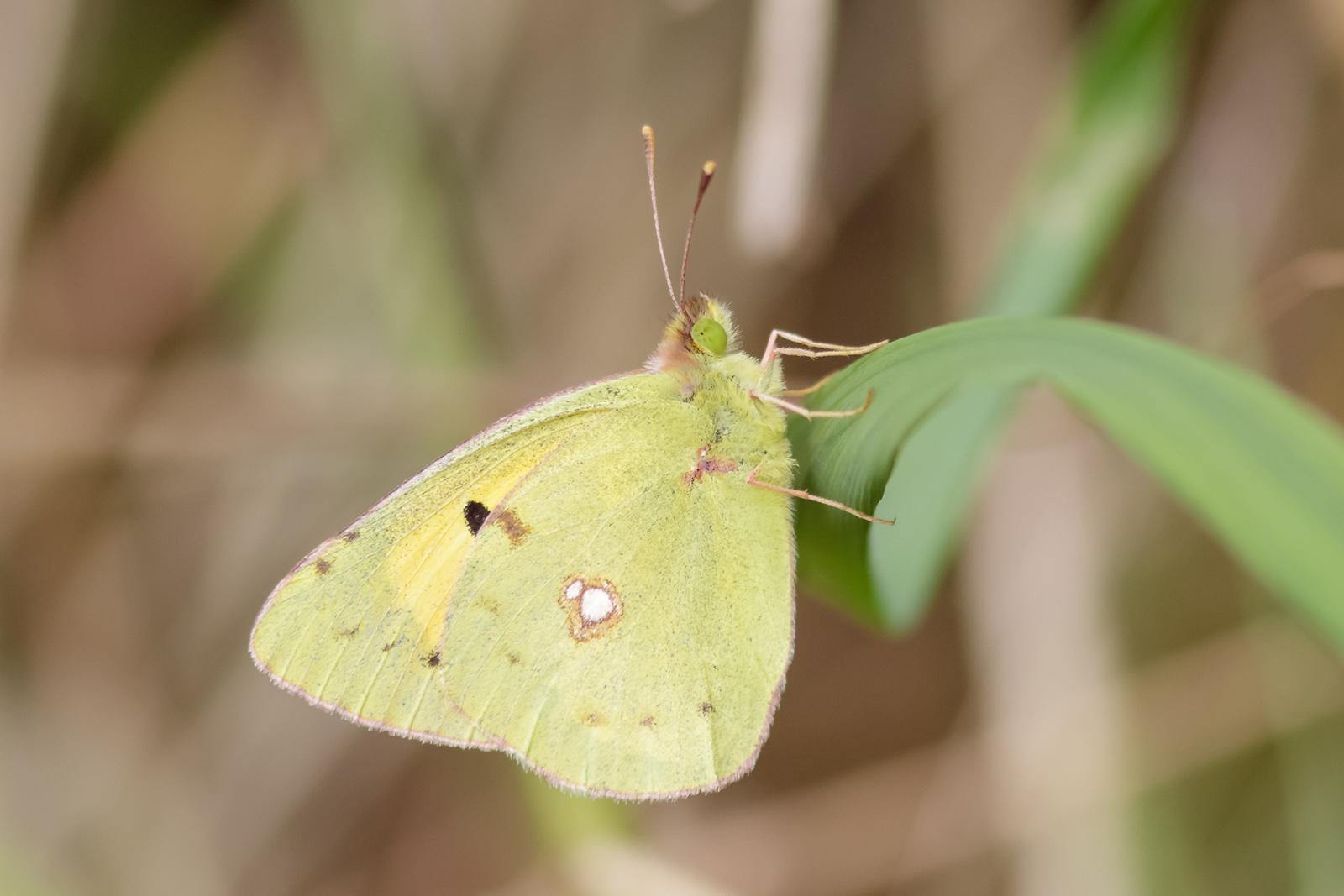 Una foto de una mariposa amarilla suave posada en una hoja.