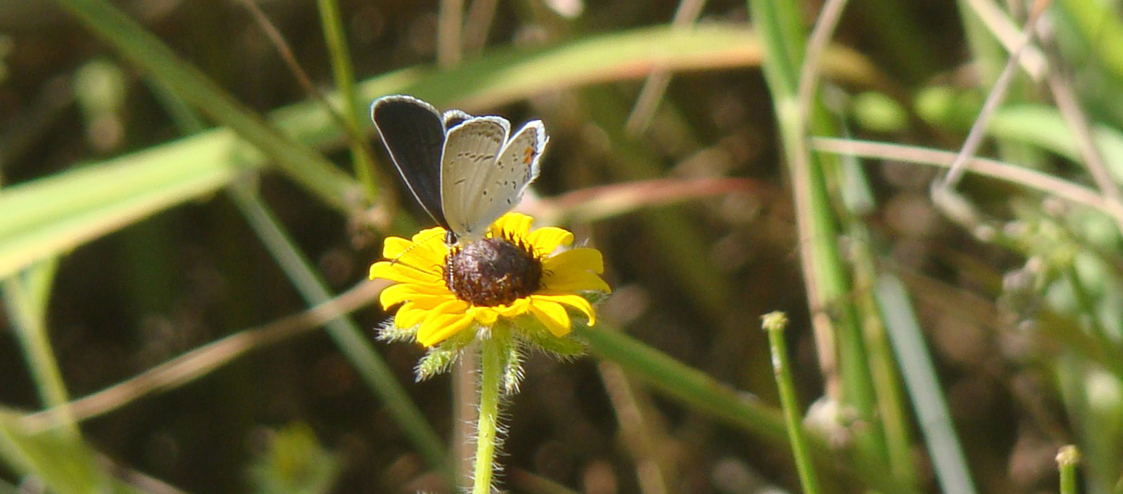 Una imagen de una mariposa azul de cola oriental en una pequeña flor amarilla